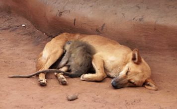 GNR alerta para aumento do abandono de animais nas férias de verão