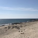 praia Ofir e Apulia (3)