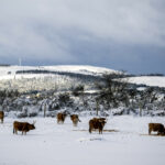´Neve (4)