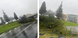 Cuidado na Via Rápida: Árvore caída afeta trânsito entre Bragaparque e Minho Center