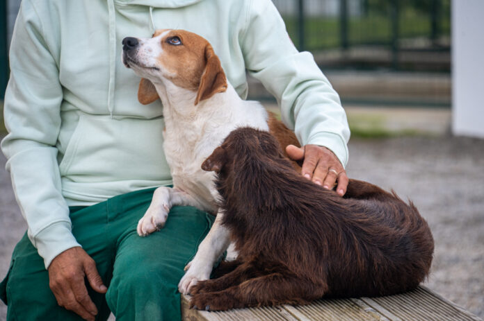 Cão ANimais estimação
