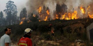 Governo atribui 44 milhões de euros a agricultores afetados pelos incêndios entre maio e outubro