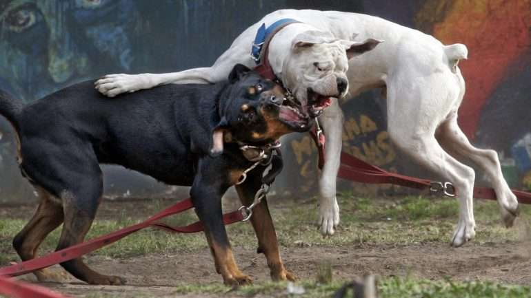 cães Perigosos