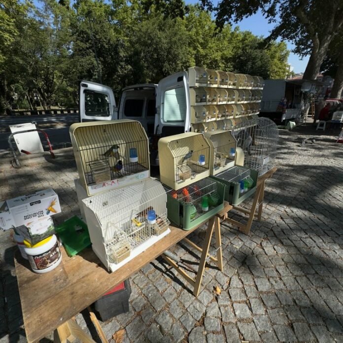 feira-dos-passarinhos