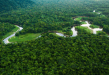 Portugal investe um milhão de euros no Fundo Global das Florestas Tropicais
