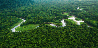 Portugal investe um milhão de euros no Fundo Global das Florestas Tropicais