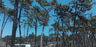 Menor de 13 anos envolvida na ocultação de cadáver em Esposende