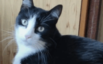 Gato percorre 250 quilómetros sozinho para regressar a casa em França