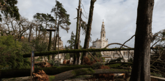 Temporal derruba dezenas de árvores no Santuário de Fátima, mas atividade mantém-se normal