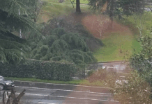 Queda de árvore condiciona trânsito na Circular Sul de Braga