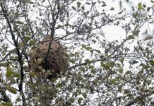 Braga atinge eficácia histórica no combate à vespa velutina em 2025