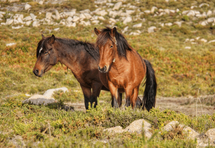 cavalos selvagens