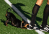 “Invasão” de quatro patas anima distrital de Braga: cão morde chuteira de árbitro assistente