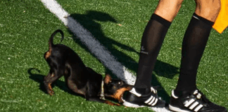 “Invasão” de quatro patas anima distrital de Braga: cão morde chuteira de árbitro assistente