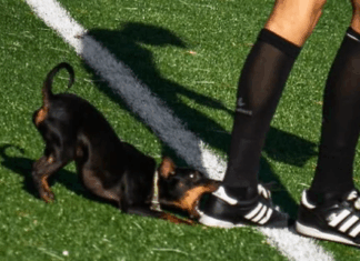 “Invasão” de quatro patas anima distrital de Braga: cão morde chuteira de árbitro assistente