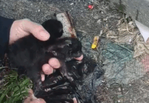 Quatro gatos recém-nascidos abandonados no lixo em Viana do Castelo