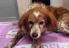 GNR resgata cão encontrado enterrado vivo em Mafra após denúncia de um popular