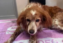 GNR resgata cão encontrado enterrado vivo em Mafra após denúncia de um popular