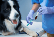 Projeto português lança apelo nacional para aumentar reservas de sangue de cães e gatos