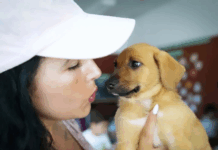 Câmara de Esposende apoia esterilização de animais de companhia