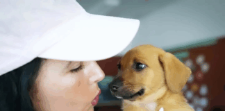 Câmara de Esposende apoia esterilização de animais de companhia