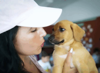 Câmara de Esposende apoia esterilização de animais de companhia