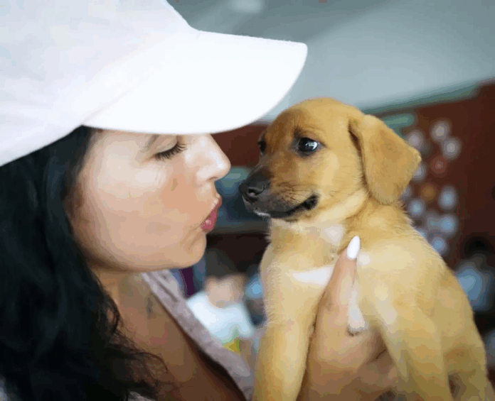 Animais estimação