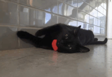 Bombeiros de Braga lançam apelo para encontrar a gata mascote Fénix: “Toda a ajuda pode fazer a diferença”