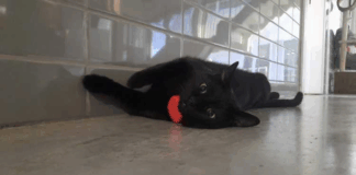 Bombeiros de Braga lançam apelo para encontrar a gata mascote Fénix: “Toda a ajuda pode fazer a diferença”