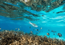 UMinho lidera projeto europeu de 1,5 milhões para antecipar os efeitos das alterações climáticas na biodiversidade