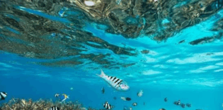 UMinho lidera projeto europeu de 1,5 milhões para antecipar os efeitos das alterações climáticas na biodiversidade