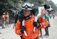 Proteção Civil passa a incluir o resgate de animais nos planos de emergência a partir de sábado