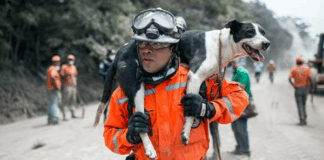 Proteção Civil passa a incluir o resgate de animais nos planos de emergência a partir de sábado