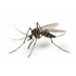 Alerta em Braga e Amares: mosquito-tigre detetado na região